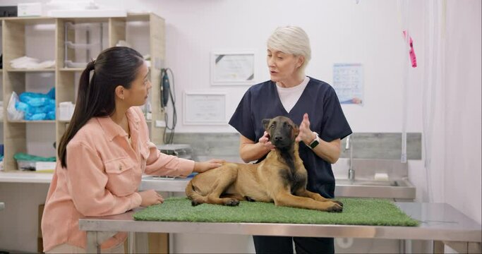 Dog, exam and woman with senior veterinary in a consultation room for eye inspection. Pet care, help and female with German Shepard puppy at a clinic consulting elderly lady vet for advice or checkup
