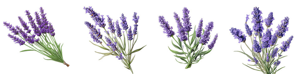 Lavender  Flower Hyperrealistic Highly Detailed Isolated On Transparent Background PNG File