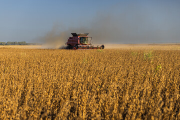Naklejka premium Autumn harvest has begun on this soybean field