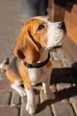 Beautiful and funny beagle puppy dog lies on the street near a cafe urban background. Cute dog portrait outdoor