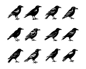 Black Crow Vector Illustrations Collection