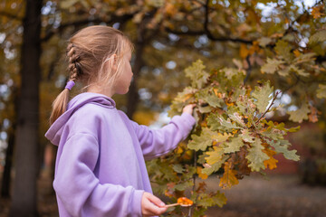 Happy little girl collects and plays with autumn fallen leaves in autumn park. Fall season