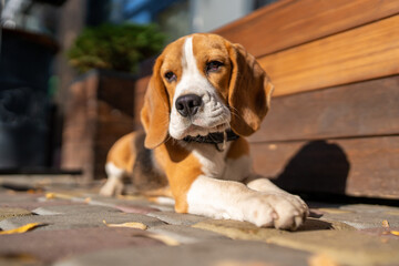 Beautiful and funny beagle puppy dog lies on the street near a cafe urban background. Cute dog...