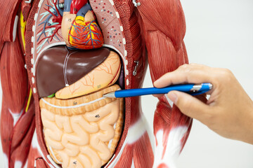 Anatomy human body model isolated on white background.Part of human body model with organ system.Human abdominal model.Doctor explain to patient for medical treatment.