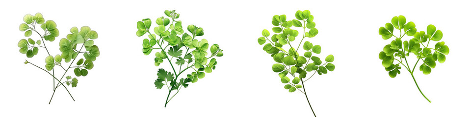 Maidenhair Fern  Flower Hyperrealistic Highly Detailed Isolated On Transparent Background PNG File