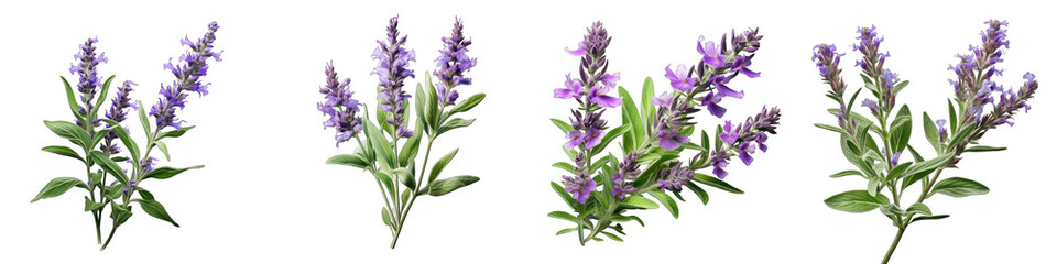 Meadow Sage  Flower Hyperrealistic Highly Detailed Isolated On Transparent Background PNG File
