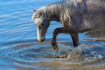 Caballo en el agua
