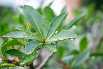 Water droplets on green leaf.Natural beauty and freshness after rain