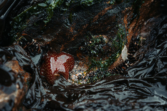 Bright red strawberry anemone attached to rock with seaweed 