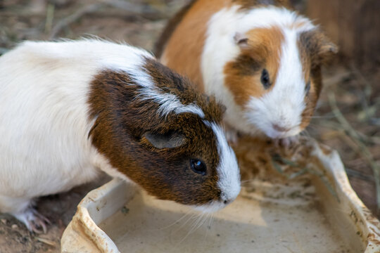 cochon d'inde