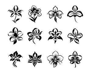 Lily Flowers Illustrations Collection