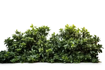 Papier Peint photo autocollant Herbe A meticulously trimmed green hedge and bush in a natural gardening setting, showcasing the art of landscaping.