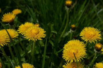 Yellow dandelion flowers on green grass background, close-up
