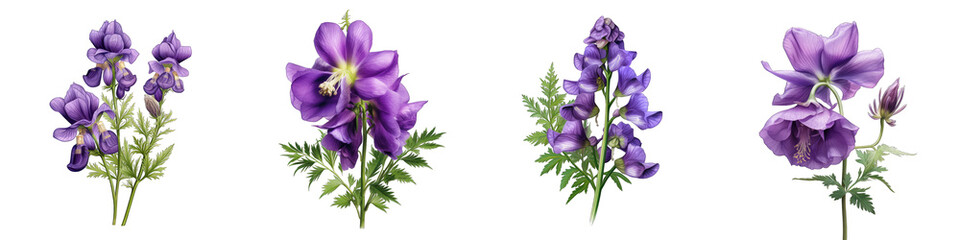 Monkshood  Flower Hyperrealistic Highly Detailed Isolated On Transparent Background PNG File - obrazy, fototapety, plakaty