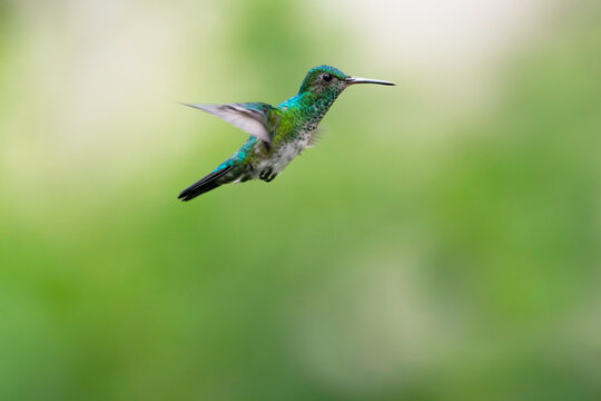 Beautiful Blue-chinned Sapphire hummingbird, Chlorestes notata,  flying in the air with green background