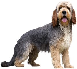 Isolated transparent Otterhound dog