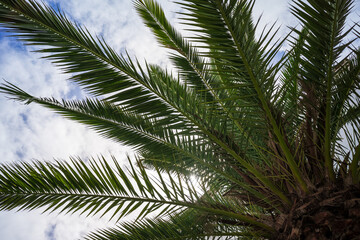 The palm tree branches, close-up.