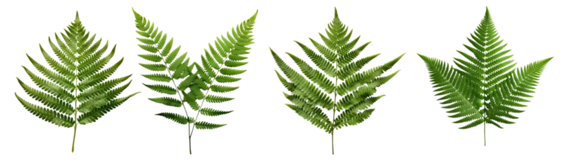 Plexiglas foto achterwand Botanical Design Close-Up Top View of Ornamental Green Fern Leaf Isolated on Transparent Background, with White Background for Enhanced Detail © wiizii
