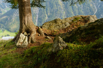 ein alter Baum in den Bergen des Zillertal