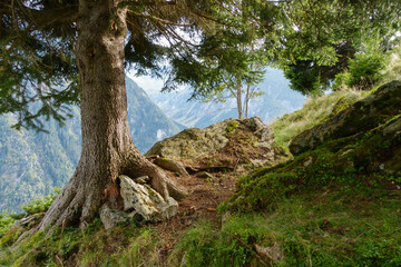 Fototapeta na wymiar ein alter Baum in den Bergen des Zillertal