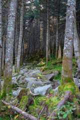 Autumn undergrowth in wild forest in Quebec, Canada