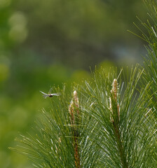 dragonfly around pine tree branch