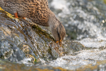 Female mallard (Anas platyrhynchos) duck looking for food in a river.
