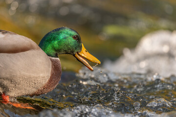 Male mallard (Anas platyrhynchos) duck looking for food in a river.