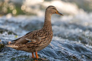 Female mallard (Anas platyrhynchos) duck looking for food in a river.