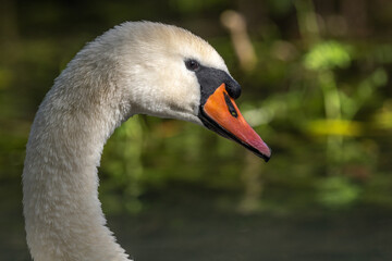 Fototapeta premium Mute Swan (Cygnus olor) Mute Swan (Cygnus olor) portrait in the sunlight.