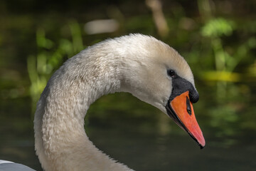 Mute Swan (Cygnus olor) Mute Swan (Cygnus olor) portrait in the sunlight.