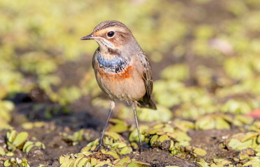robin on the grass