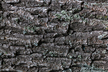 background structure bark texture tree solid evenly lit close-up