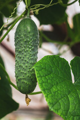 Green ripe cucumber growing on a bush, harvesting, own vegetable production, close-up