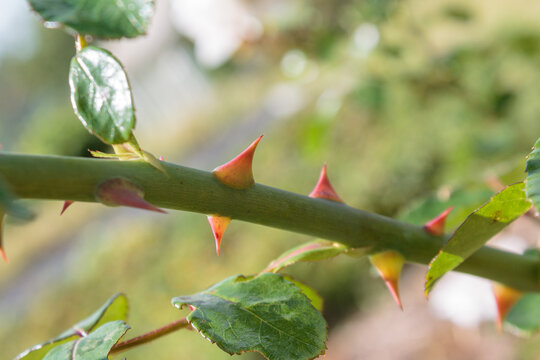Rose thorns are large, the structure of plant thorns, close-up, selective focus