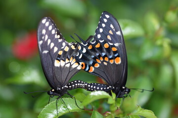 butterfly couple 