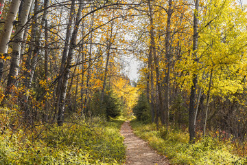 Autumn forest hiking trail through aspen trees at Gaetz Lakes Sanctuary, Red Deer, Alberta