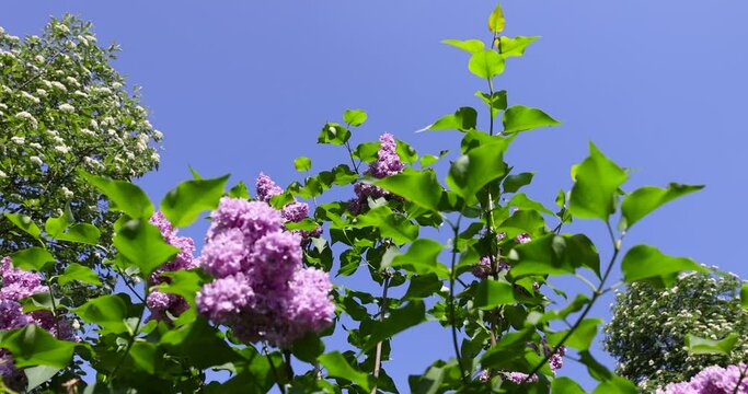 lilac trees during spring flowering , lilac flowers during flowering in spring park