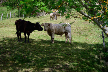 Brown Cantabrian cows grazing on pasture, Liebana Valley, Cantabria, Spain