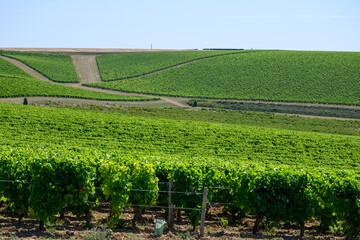 Fototapeta na wymiar Poully-fume wine production region in Burgundy, France on Loire river near Poully-sur-Loire village with chateau, hilly vineyards in summer