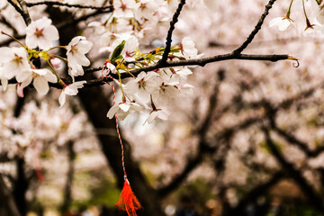 Flowers of prunus yedoensis (cerasus yedoensis). It is one of the most popular and widely planted cherry cultivars in temperate regions around the world today.