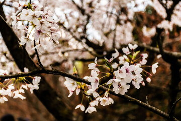 Flowers of prunus yedoensis (cerasus yedoensis). It is one of the most popular and widely planted cherry cultivars in temperate regions around the world today.