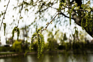 Pendulous catkins of poplar (populus canescens) tree, the grey poplar.