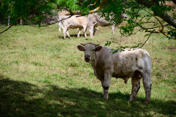 Fototapeta premium Brown Cantabrian cows grazing on pasture, Liebana Valley, Cantabria, Spain
