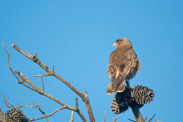 Chimango caracara perched on a pine tree