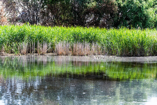 Vacaresti Delta or Vacaresti natural park. Bucharest, Romania.