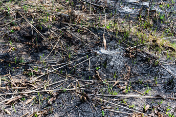 Black burned grass after a fire, burned field with new a new start of green grass.