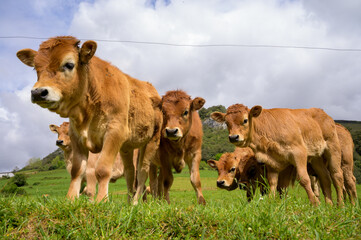 Brown Asturian cows, livestock with little calfs on green grass pasture, Picos de Europe, Los Arenas, Asturias, Spain - obrazy, fototapety, plakaty