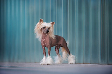 Cane chinese crested dog in posa