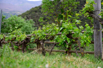 Young cluster of grapes in blossom on old grape vine on vineyard in Cantabria, Spain